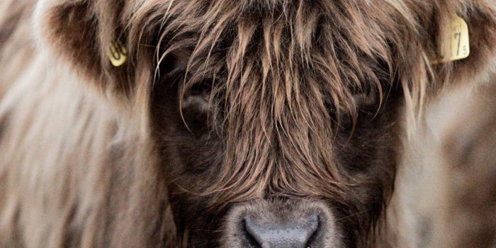 887x1920 Download Brown Baby Scottish Highland