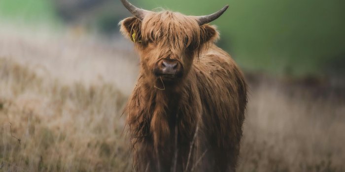 4480x6720 Highland Cow in a Field · Free Stock Photo