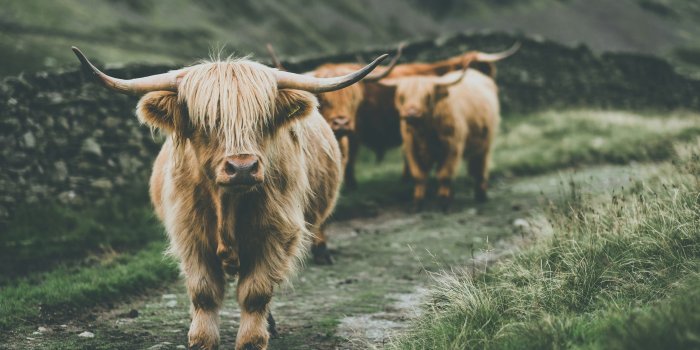 3000x2000 Cow passing through grass photo – Free
