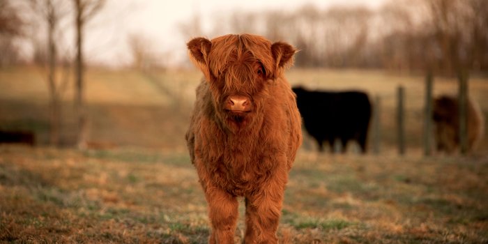 2000x1333 This Kentucky farm had a Highland cow
