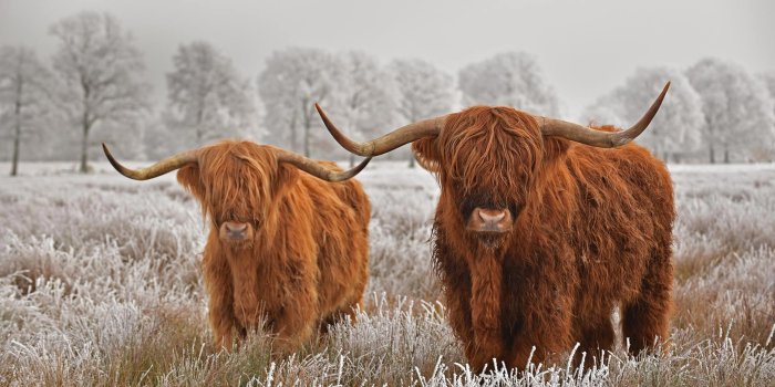 1920x1080 Cow Animal Highland Cattle HD Wallpaper