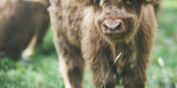 3000x3000 50,000+ Highland Cattle Pictures