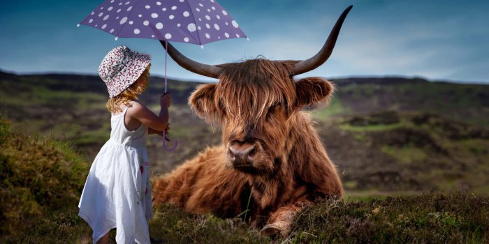 1920x1280 100+] Highland Cow Pictures