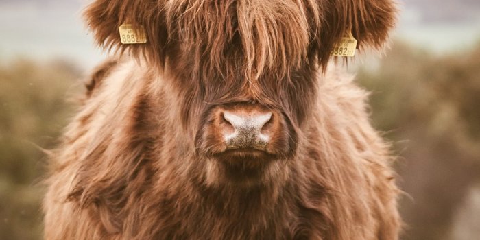 1284x2778 Highland Cattle Wallpapers