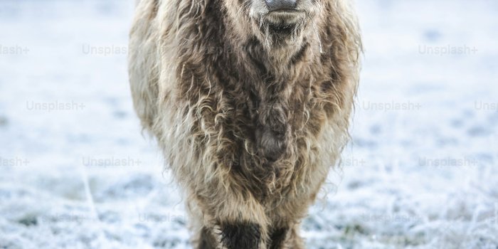 3000x4498 100+ Highland Cow Pictures | Download