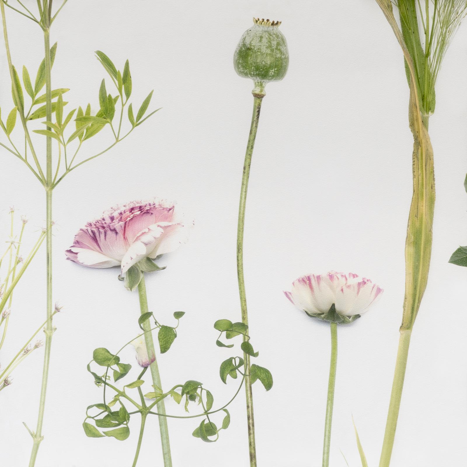 2400x2400 Wildflower — Calico Wallpaper