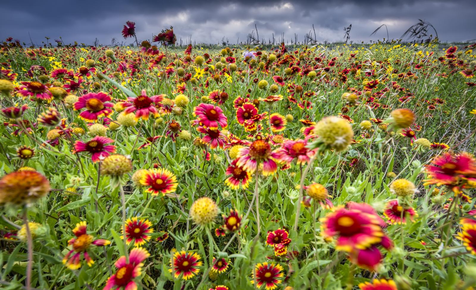 3200x1953 Windblown Wildflowers Wallpaper Mural