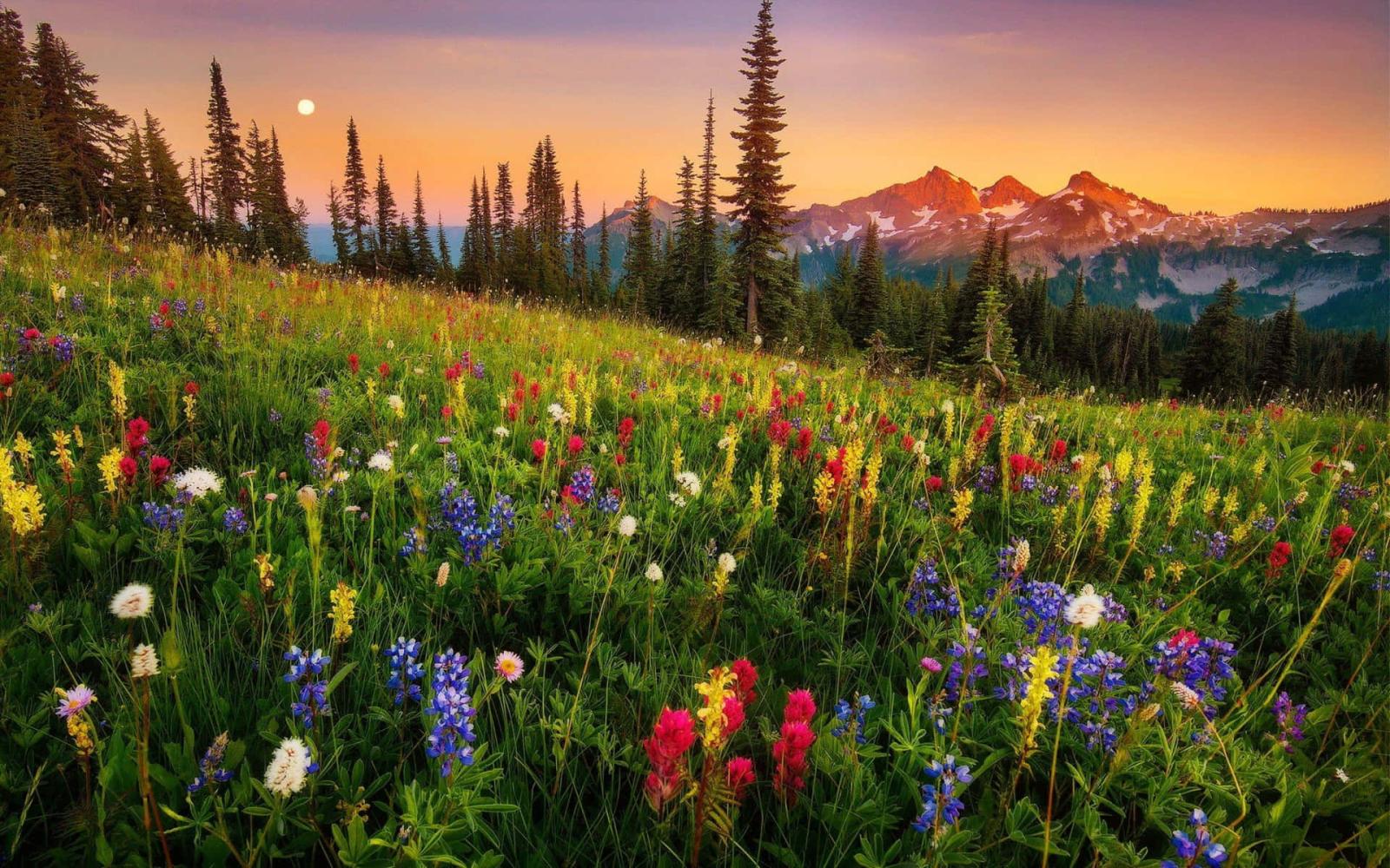 1920x1200 wildflowers Wallpaper