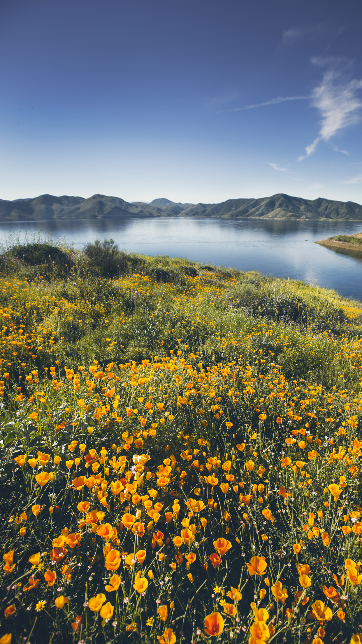 1242x2208 Spring Wildflowers