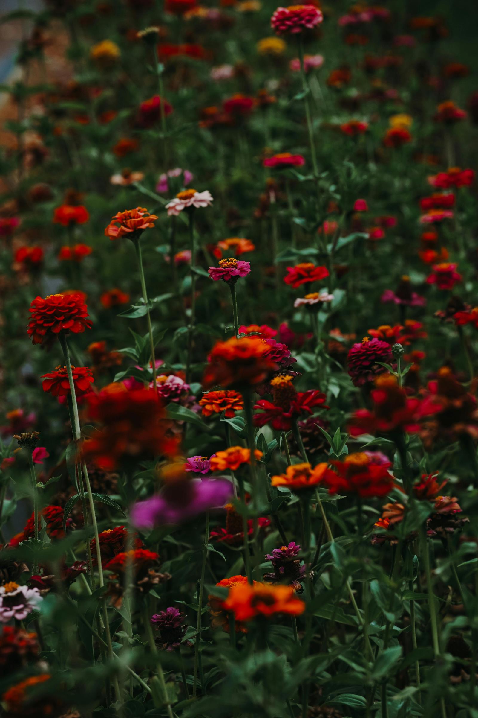 4000x6000 Wildflowers on Meadow · Free Stock Photo