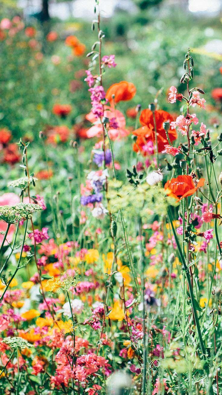 736x1308 Summer Wildflowers Wallpapers