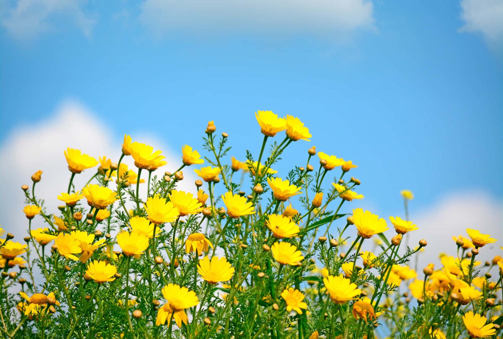 1920x1296 100+] Wildflowers Wallpapers