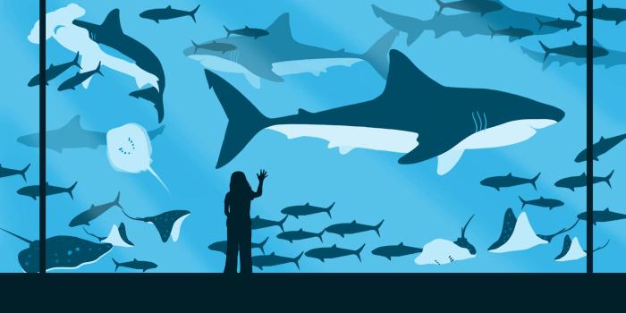 1920x1080 200+] Shark Wallpapers | Wallpapers.com