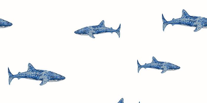 1065x1420 Fish Wallpaper for Walls - Fish