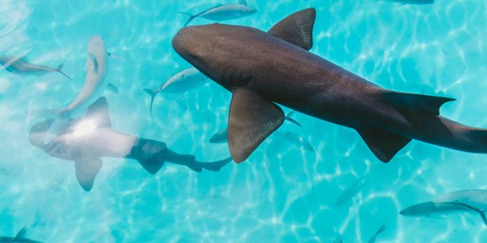 3000x2000 Shark Wallpapers: Free HD Download