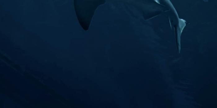 3000x4500 Shark Wallpapers: Free HD Download