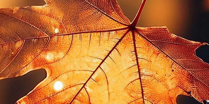 1179x2556 Download Fall Wallpaper for iPhone and