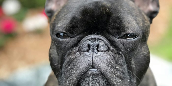 3000x4000 100+ French Bulldog Pictures | Download