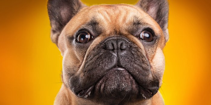 3840x2160 French Bulldog Wallpapers (37 images