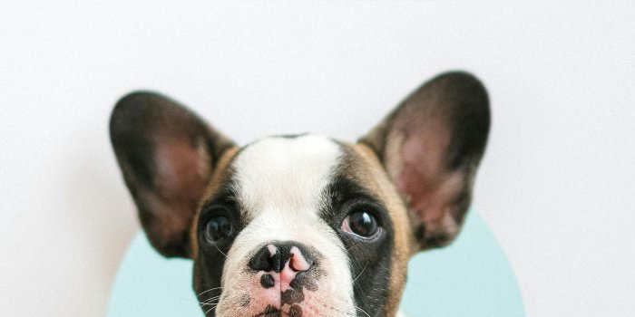 3935x5902 French Bulldog Photos, Download The