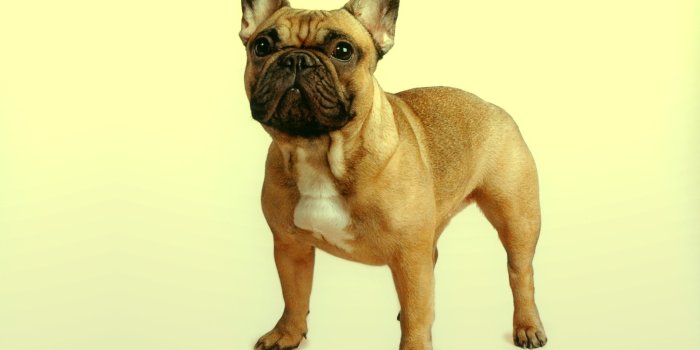 1920x1200 Charming French Bulldog HD Wallpaper by