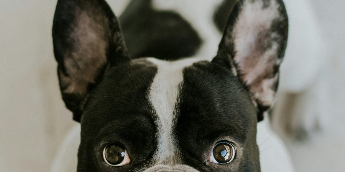 3000x3750 100+ French Bulldog Pictures | Download