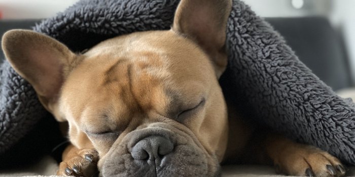 1280x960 French Bulldog Dog Sleep - Free photo