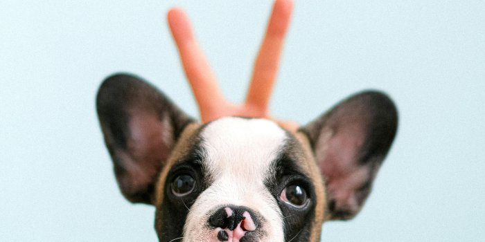 4133x6200 French Bulldog Photos, Download The