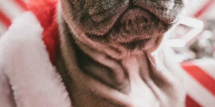 1440x2960 French Bulldog Wallpapers (37 images