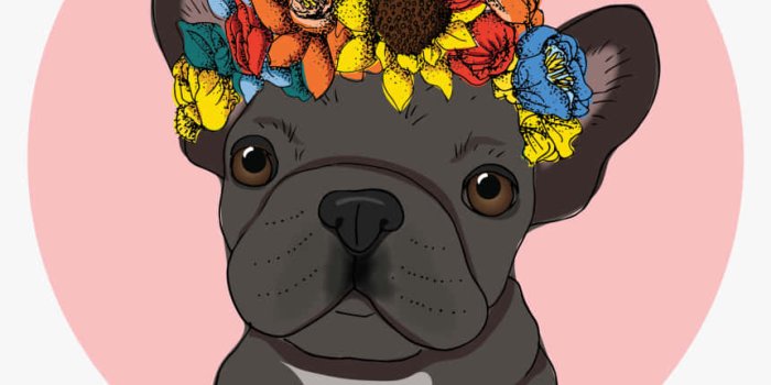 860x957 French Bulldog HD Wallpapers (100++