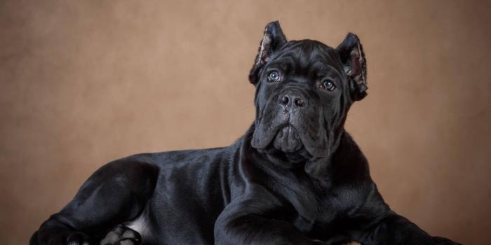 1920x1235 100+] Cane Corso Wallpapers