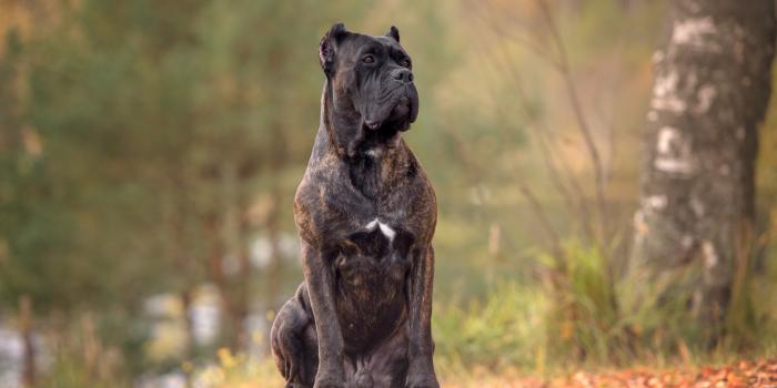 2500x1669 Download Dog Animal Cane Corso HD Wallpaper