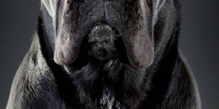 909x1920 Handsome Cane Corso Dog Wallpaper