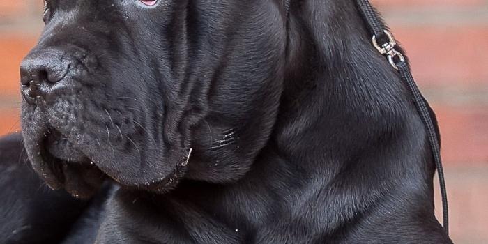 938x1668 Cane corso, dog, look wallpaper
