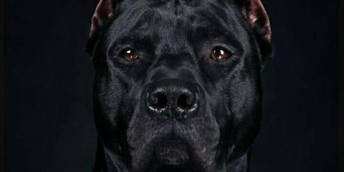 1080x1920 Pitch Black Cane Corso Wallpaper