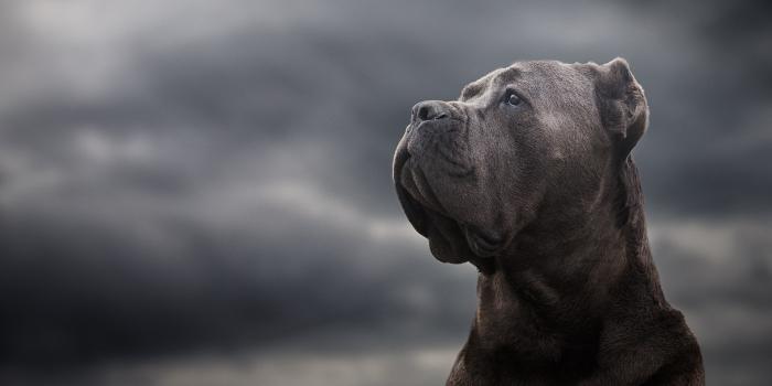 1920x1280 Muzzle Dog Animal Cane Corso HD Wallpaper