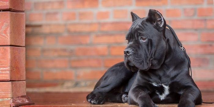 1920x1080 Cane Corso Wallpapers