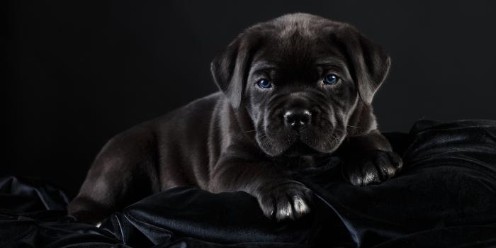 3600x2304 Wallpaper black, cane Corso, handsome