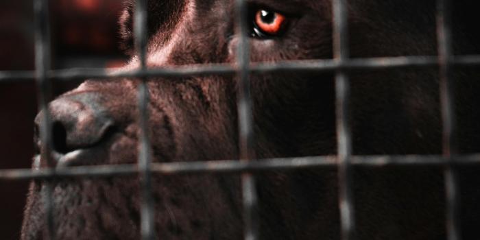 3910x5865 Cane Corso Photos, Download The BEST