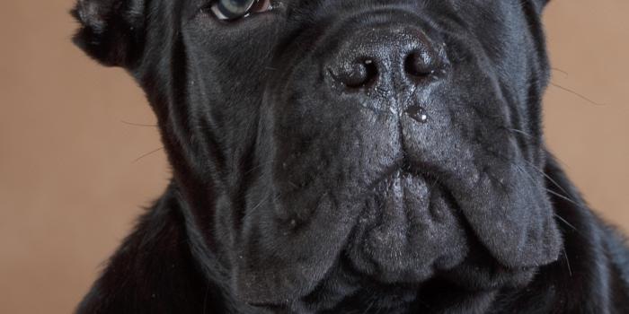 1440x3040 Cane Corso Phone Wallpapers - Wallpaper