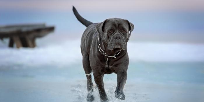 2500x1668 Download Dog Animal Cane Corso HD Wallpaper