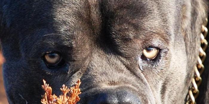 800x1420 Download wallpaper 800x1420 cane corso