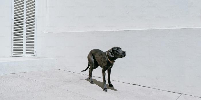 3000x2000 Cane Corso Pictures | Download Free