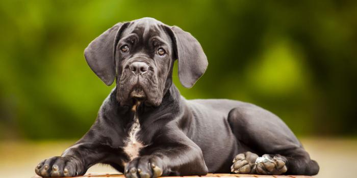 1786x1005 My Cane Corso HD Wallpapers New Tab