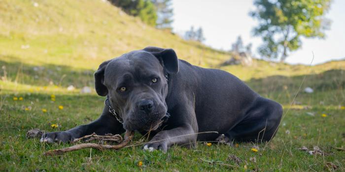 3000x2000 Cane Corso Pictures | Download Free