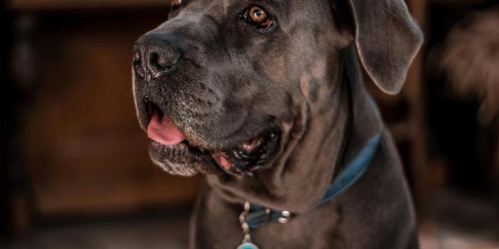 4016x6016 Cane Corso Photos, Download The BEST