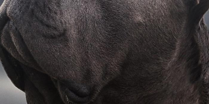 1125x2436 1125x2436 Cane Corso Iphone XS,Iphone