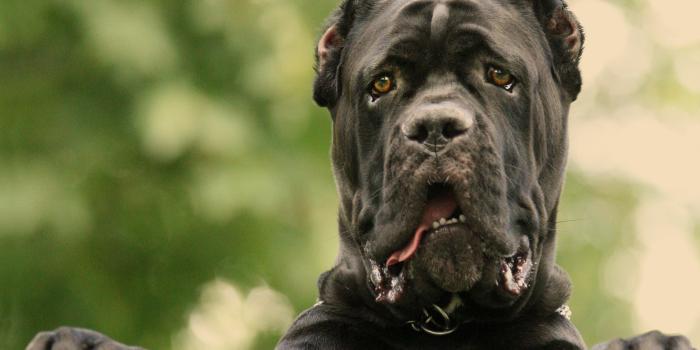 1680x1050 Cane Corso dog photo and wallpaper