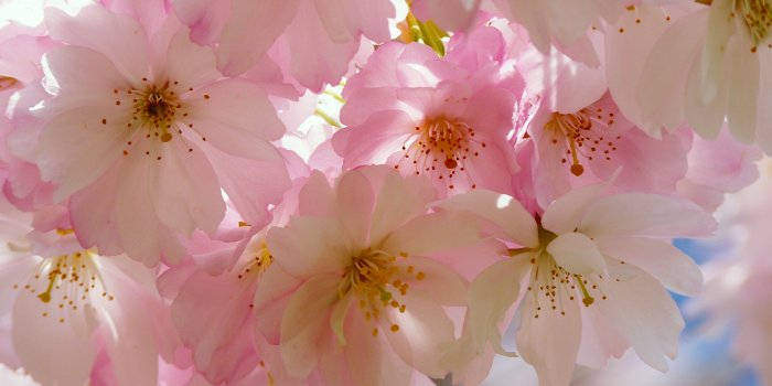 1920x1080 Japanese Cherry Blossom Wallpaper For