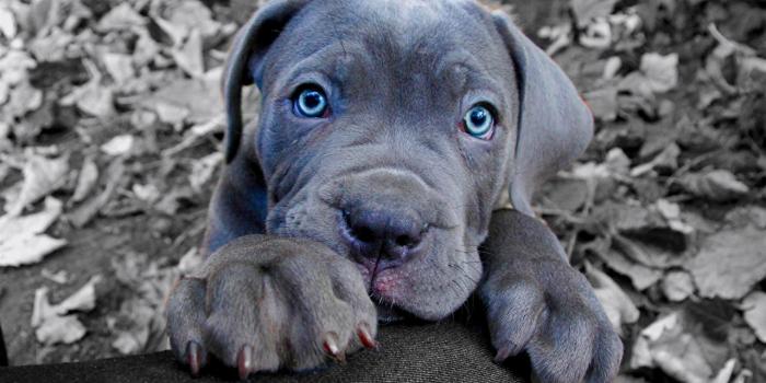 1280x853 Desktop Wallpapers puppies Cane Corso